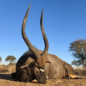 Hunting Nyala in South Africa