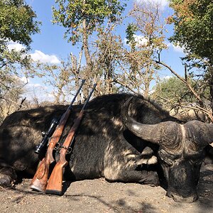 Hunting Buffalo in South Africa