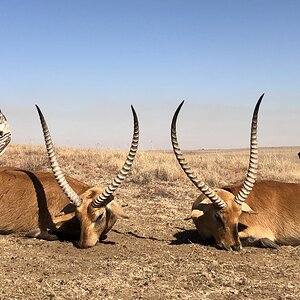 Hunting Lechwe in South Africa