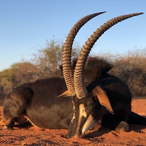 Sable Hunting South Africa