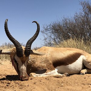 Springbok Hunting South Africa