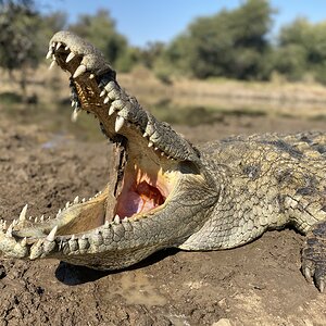 Crocodile Hunting in South Africa