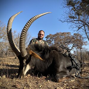 Sable Bow Hunting South Africa