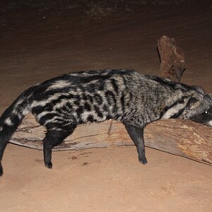 Civet Cat Hunting South Africa