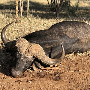 Buffalo Hunting South Africa