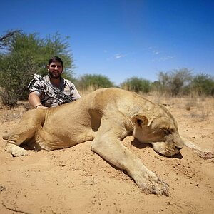 Hunt Lioness in South Africa