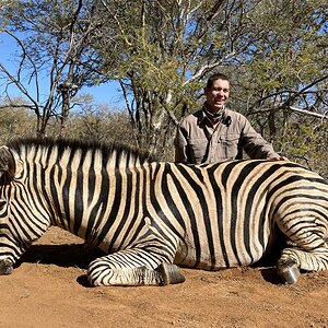 Burchell's Plain Zebra Hunting South Africa