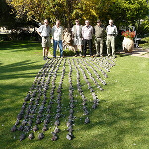 Hunting Doves in South Africa