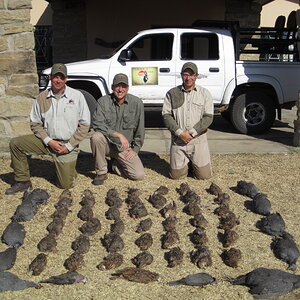 Sandgrouse & Guineafowl Hunting South Africa