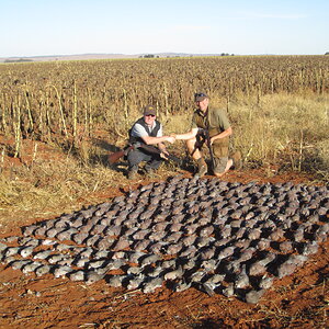 South Africa Hunting Doves & Pigeons