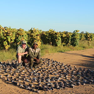 Dove & Pigeon Hunt South Africa