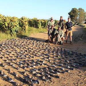 Hunting Doves & Pigeons in South Africa