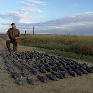 South Africa Hunt Doves & Pigeons