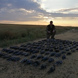 Dove & Pigeon Hunting South Africa
