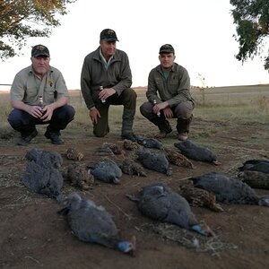 Hunting Sandgrouse & Guineafowl in South Africa