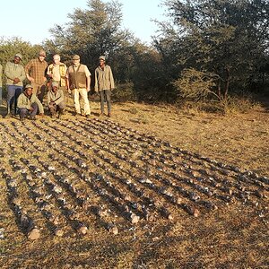 Dove & Pigeon Hunt South Africa