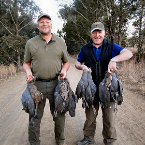 Guineafowl Hunt South Africa