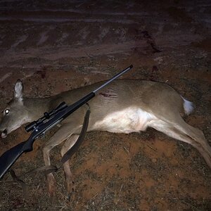 USA Hunt White-tailed Deer