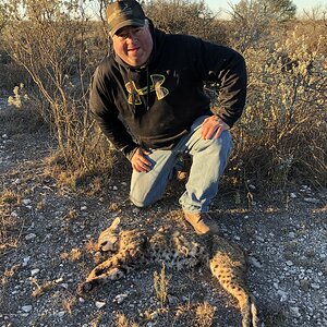 Texas USA Hunting Bobcat
