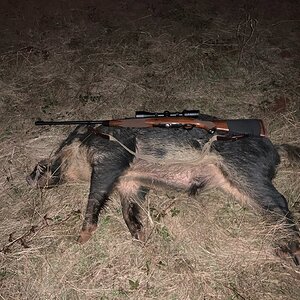 Pig Hunt Texas USA