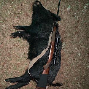 Hunting Pigs in Texas USA