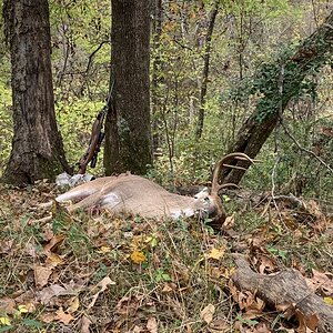 Texas USA Hunt White-tailed Deer
