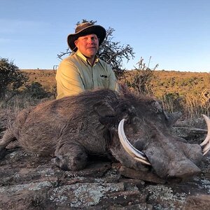 South Africa Hunting Warthog