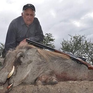 Warthog Hunting South Africa