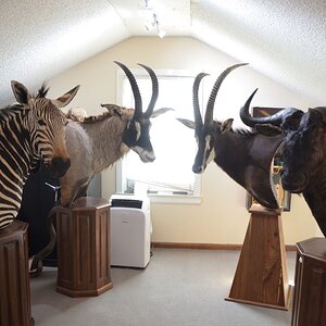 Hartmann's Mountain Zebra, Roan, Sable & Blue Wildebeest Pedestal Mounts Taxidermy