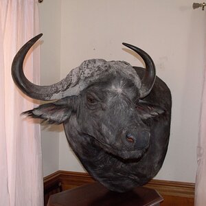 Cape Buffalo Pedestal Mount Taxidermy