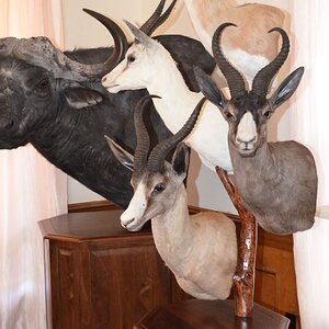 Springbok Pedestal Mount Taxidermy