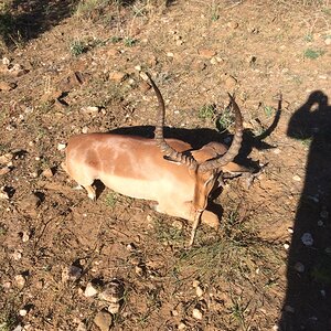 Impala Hunting Namibia