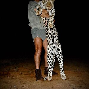 South Africa Hunting Leopard