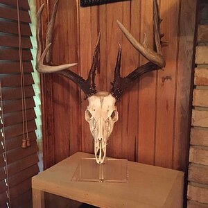 Deer European Skull Mount