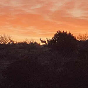 Deer Texas USA