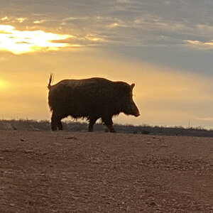 Eurasian Boar Texas USA