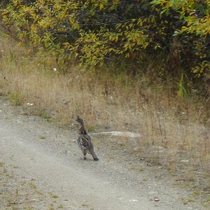 Grouse in British Columbia Canada