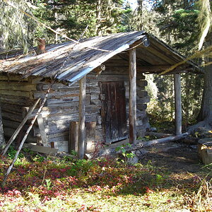 Hunt Grouse in British Columbia Canada