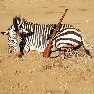 Hartmann's Mountain Zebra Hunting Namibia