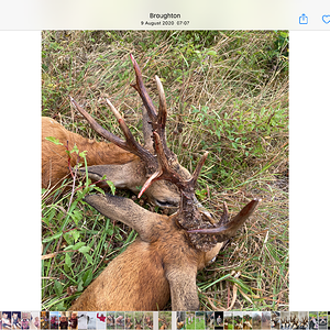 Hunt Roe Deer in Romania