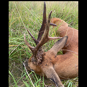 Romania Hunting Roe Deer