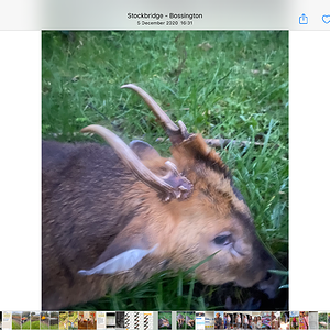 Hunt Muntjac in Romania