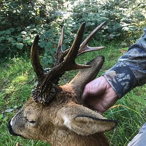 England Hunt Roe Deer