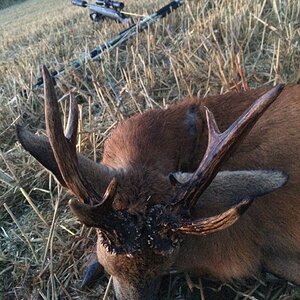 Roe Deer Hunting England