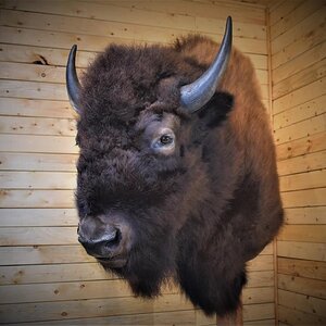 Bison Shoulder Mount Taxidermy