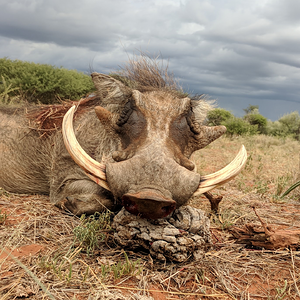 Hunting Warthog in Namibia