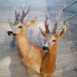 Roe Deer Wall Pedestal Taxidermy