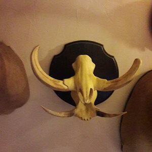 Warthog European Skull Mount Taxidermy
