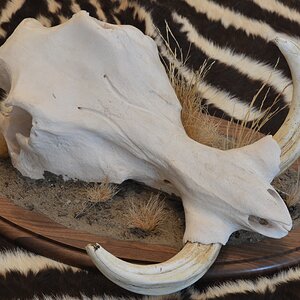 Warthog European Skull Mount Taxidermy