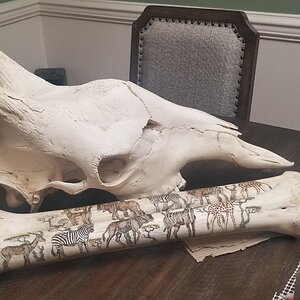 Giraffe Skull and Bones Taxidermy